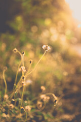 Vintage autumn grass flower close up