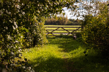 Country path and gate bathed in sunshine.