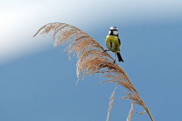 Kohlmeise (Parus major) auf einem Schilfrohr (Phragmites australis) // Great tit on a reed