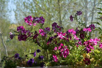 Petunia flowers grow in the container on the balcony. Beautiful blooming in spring
