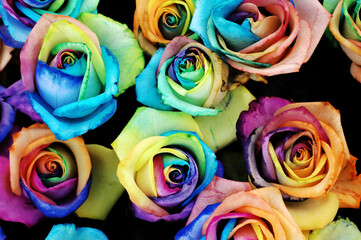 Fototapeta na wymiar roses multicolor