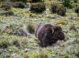 wombat in the grass