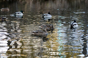ducks on the lake