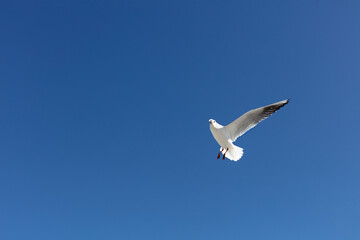 Obraz premium Beautiful sea gulls on a background of blue sky.