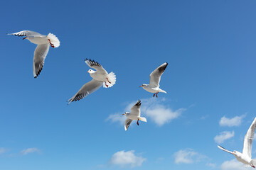 Beautiful sea gulls on a background of blue sky.