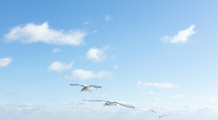 Beautiful sea gulls on a background of blue sky.