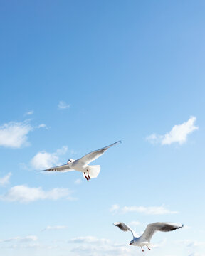 Beautiful sea gulls on a background of blue sky.