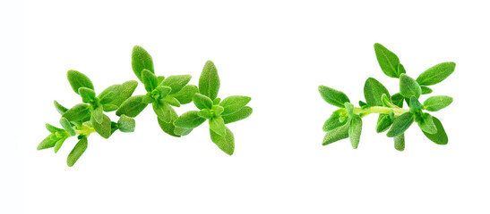 Fresh thyme spice isolated on white background. Thyme isolated.