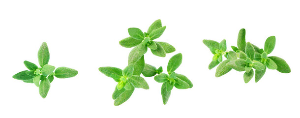 Fresh thyme spice isolated on white background. Thyme isolated.