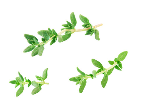 Fresh thyme spice isolated on white background.Thyme isolated.