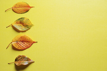 黄色い紙の上に置いた4枚の落ち葉。秋のイメージ。