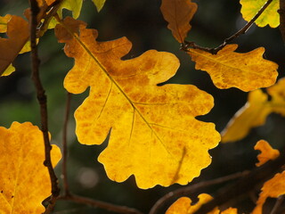autumn oak yellow leaves