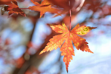 紅葉
