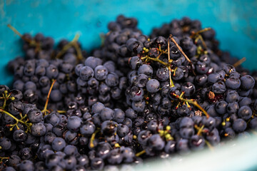 Freshly picked purple grapes put in a blue bowl.