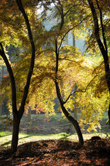 Fototapeta premium 紅葉