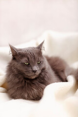 Beautiful gray fluffy cat sleeping on the couch.	