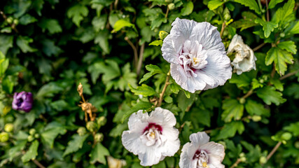 białe kwiaty ogrodowe © Franciszek