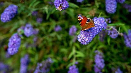 Rusałka pawik (Aglais io) – gatunek motyla z rodziny rusałkowatych. Występuje w Azji i Europie, w Polsce jest jednym z najbardziej pospolitych motyli © Franciszek