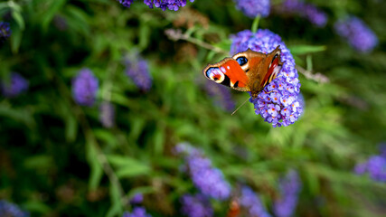 Rusałka pawik (Aglais io) – gatunek motyla z rodziny rusałkowatych. Występuje w Azji i Europie, w Polsce jest jednym z najbardziej pospolitych motyli © Franciszek