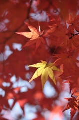 紅葉