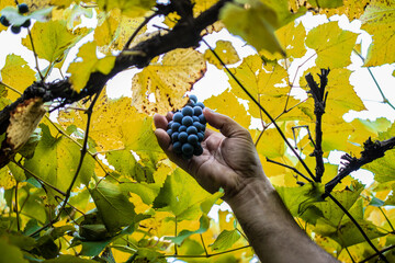 Farmers hand picking the healthy purple grapes
