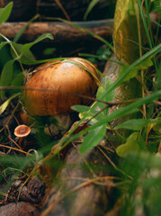 mushroom in the grass
