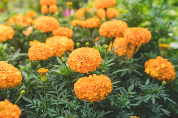 beautiful marigold flower blossom close up