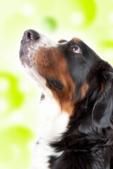 バーニーズマウンテンドッグ