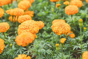 beautiful marigold flower blossom close up