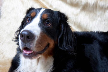 バーニーズマウンテンドッグ