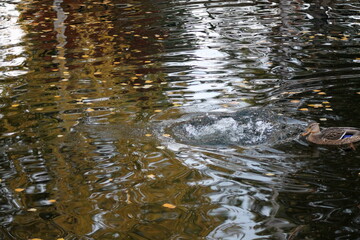 water flowing in the forest