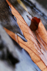 Close up of autumn leaf after the rain