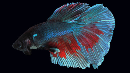 Fototapeta premium Thai betta
