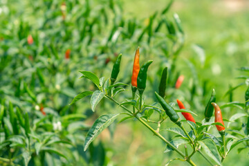 guinea pepper on branch with green leaf