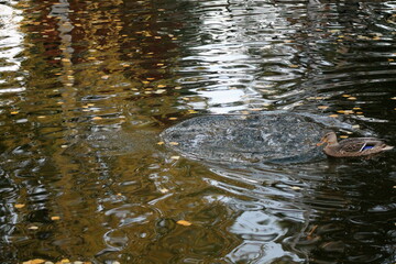 duck