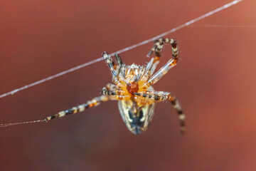 Arachnophobia fear of spider bite concept. Macro close up spider on cobweb spider web on blurred brown background. Life of insects. Horror scary frightening banner for halloween.