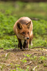 Red Fox. The species has a long history of association with humans.The red fox is one of the most important furbearing animals harvested for the fur trade. Largest of the true foxes