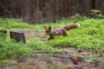 Fototapeta premium Red Fox. The species has a long history of association with humans.The red fox is one of the most important furbearing animals harvested for the fur trade. Largest of the true foxes