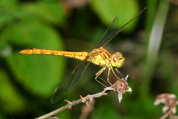 Fototapeta premium Dragonfly, Guadarrama National Park, Segovia, Castile and LeÃ³n, Spain, Europe