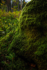 Green moss grows on a cut tree. Illusion of a green wall. Ukrainian Carpathians