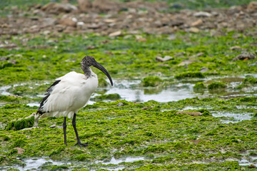 African Sacred Ibis, Threskiornis aethiopicus, Walker Bay Nature Reserve, Gansbaai, Western Cape, South Africa, Africa