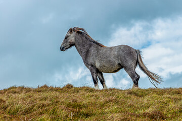 A grey wild horse portrait in a green pasture mountain slope with grey stormy sky