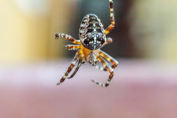 Arachnophobia fear of spider bite concept. Macro close up spider on cobweb spider web on natural blurred background. Life of insects. Horror scary frightening banner for halloween.