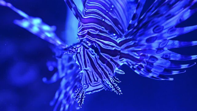 Lionfish Pterois fish portrait
