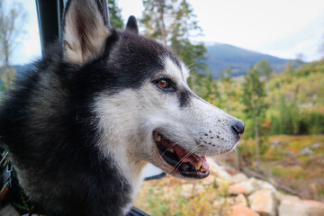 The dog travels in the mountains. Siberian Husky. Ukrainian Carpathian Mountains.