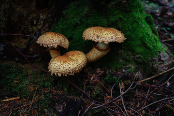 Ukrainian Carpathian Mountains. Mushrooms in the forest. Macro shooting of plants.