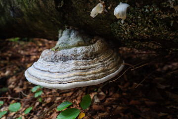 Ukrainian Carpathian Mountains. Mushrooms in the forest. Macro shooting of plants.