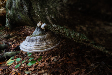 Ukrainian Carpathian Mountains. Mushrooms in the forest. Macro shooting of plants.