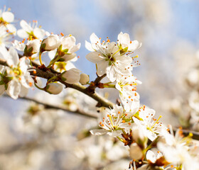 Fototapeta premium Spring