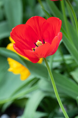 Naklejka premium Tulpen